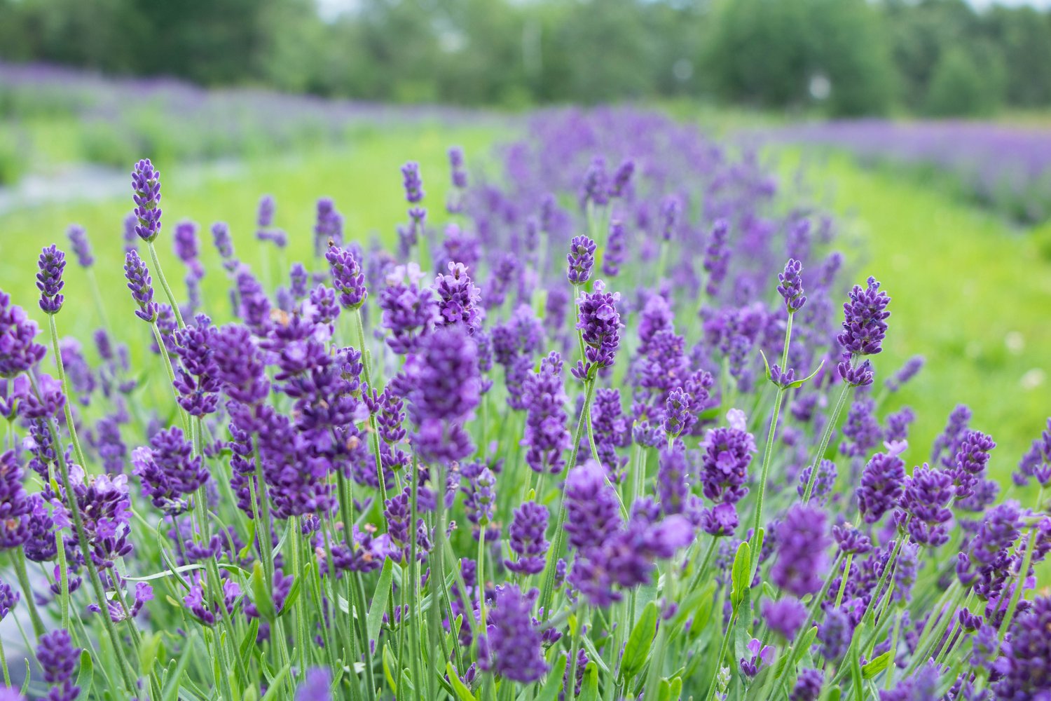 A field of Lavender